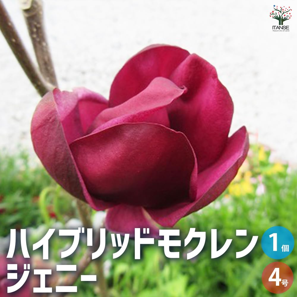 ②*:ஐ矮性で鉢栽培も可能‼︎魅力的な花色‼︎*:ஐモクレン・苗木【ジェニー】5号 モクレン・ジェニー 農水省登録品種 (品種名：GENIE)| 種・苗